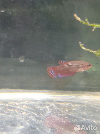 Рыбка петушок