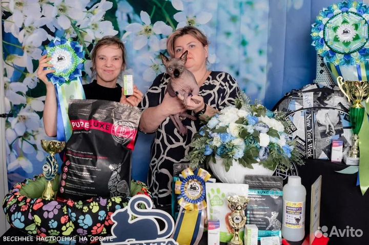 Кастрат бамбино