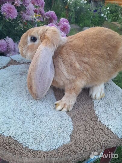 Кролики,коза дойная и козочка 75нубийка