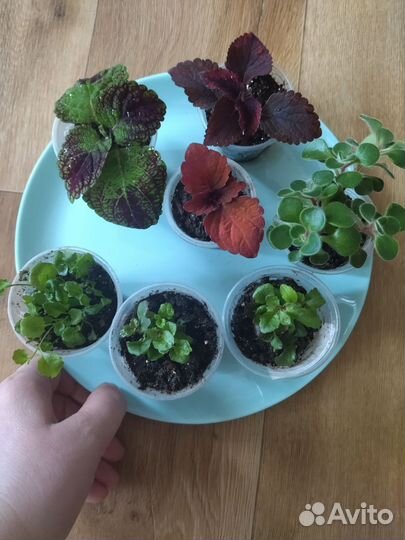 Растения цветы для сада