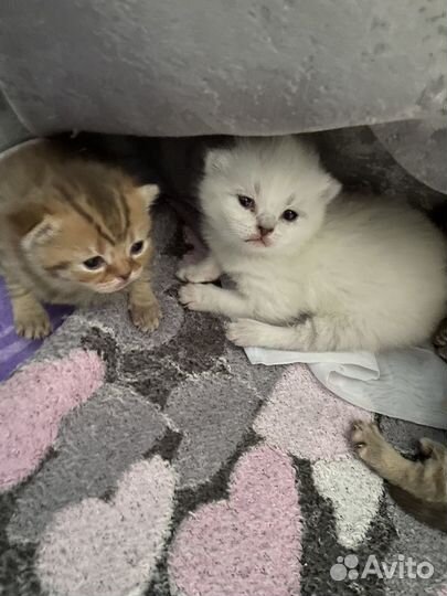 Шотландские котята