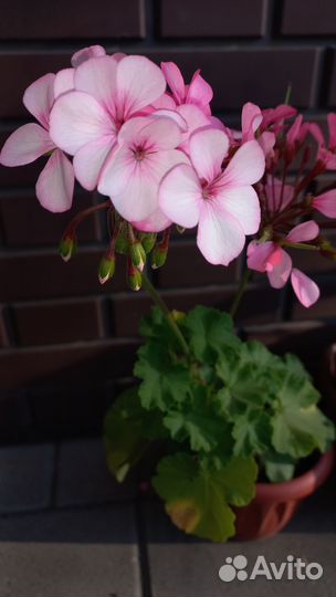 Герань пеларгония