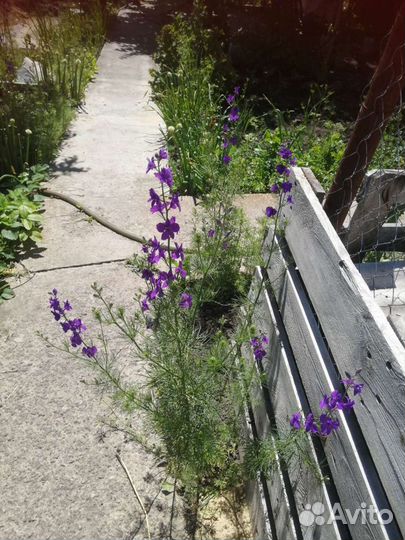 Колокольчик цветы