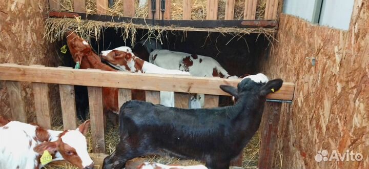 Телята с доставкой и выбором