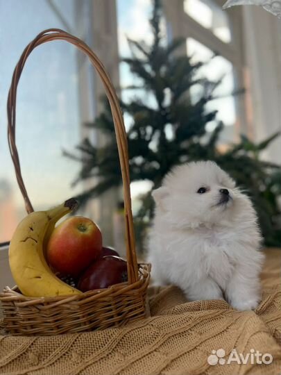 Очаровательные мини шпицы мальчик и девочка