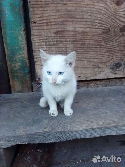 Котенок полярный кот