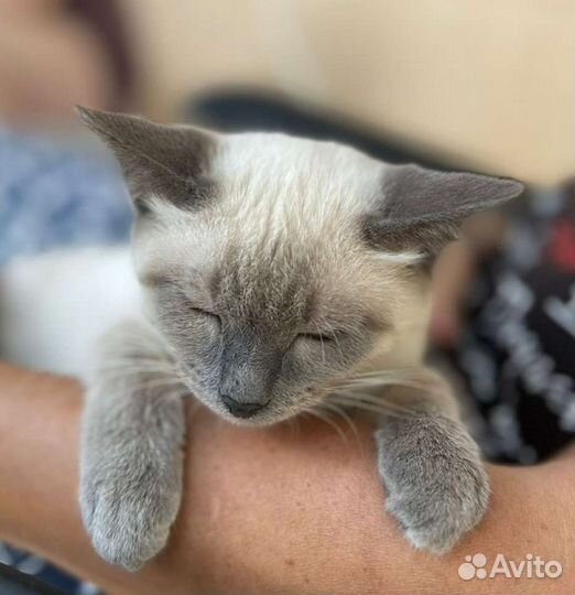 Тася в добрые руки