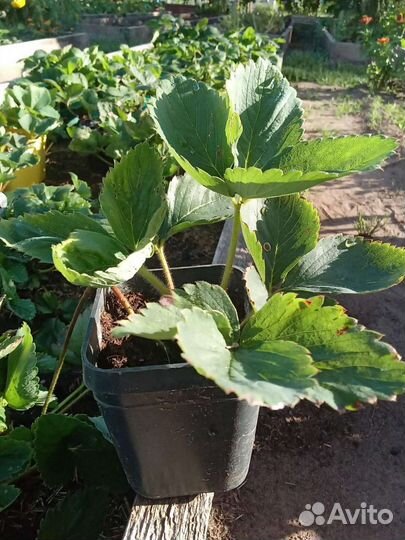 Клубника садовая ягоды