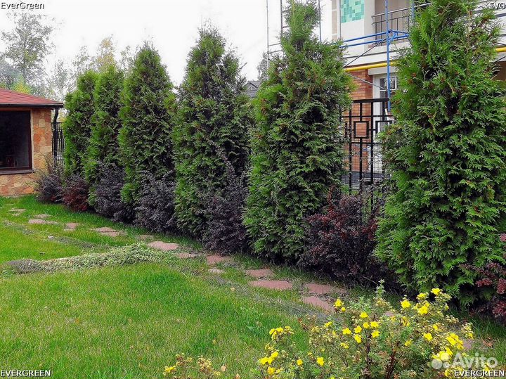 Туи с доставкой