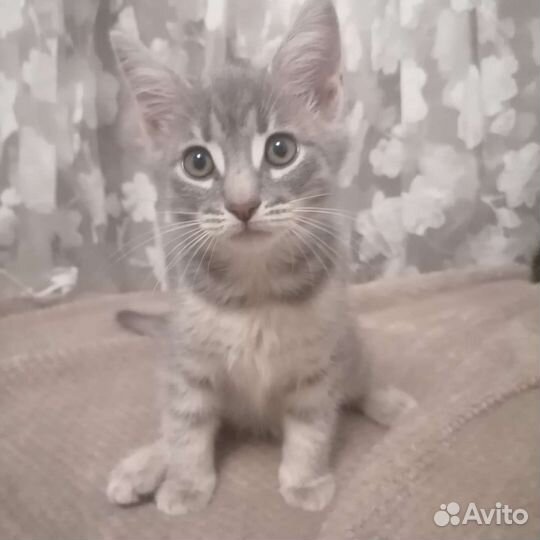 Шотландская вислоухая котята