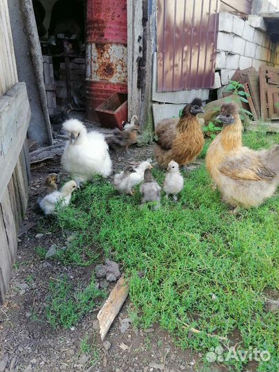 Китайские шёлковые цыплята