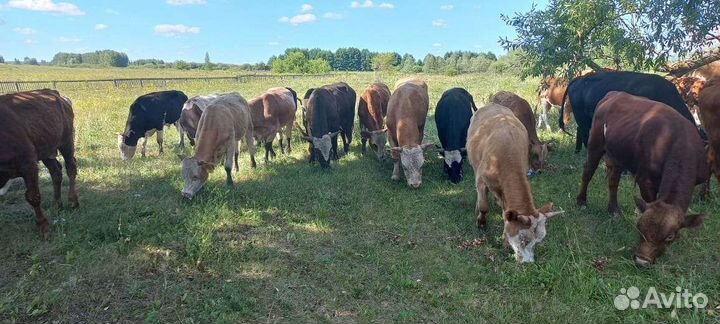 Быки герефорд