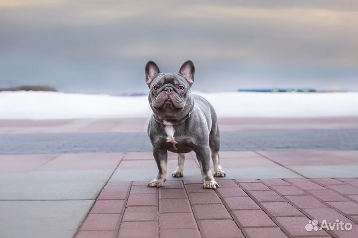 Вязка/Щенки. Лилак тан с шоколадом 