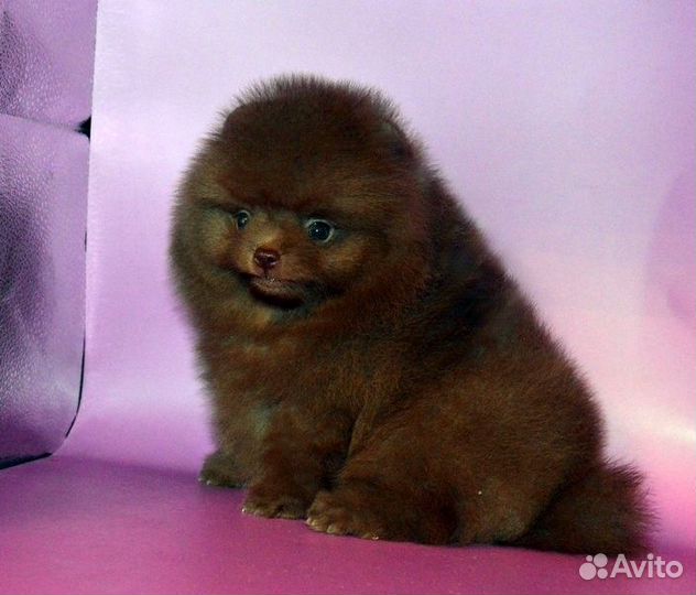 Померанский шпиц,медвежата разных окрасов