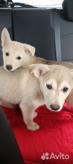 Щенки в добрые руки