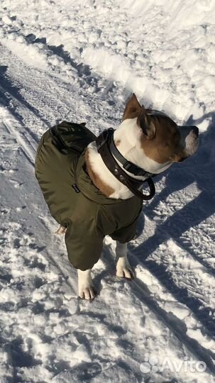 Зимний комбинезон для средней собаки
