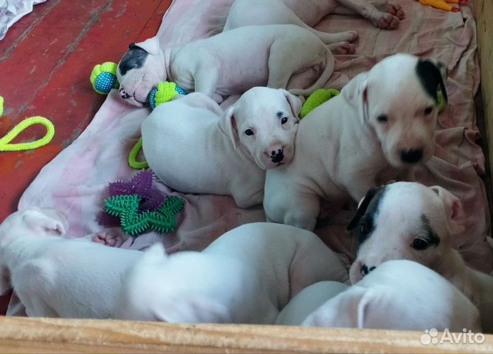 Щенки аргентинского дога