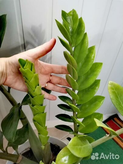 Замиокулькас