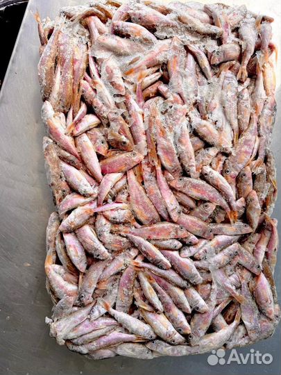 Барабуля черноморская