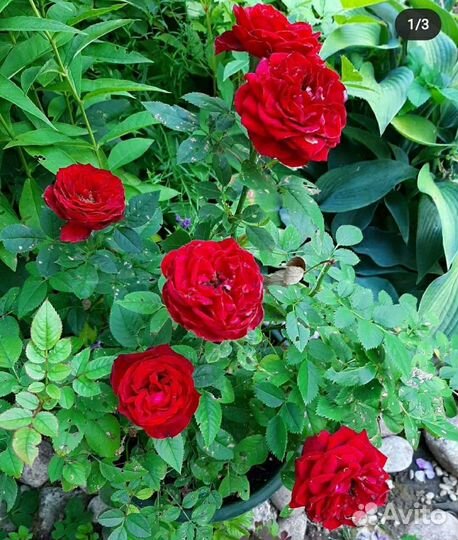 Цветы,кусты, гортензии