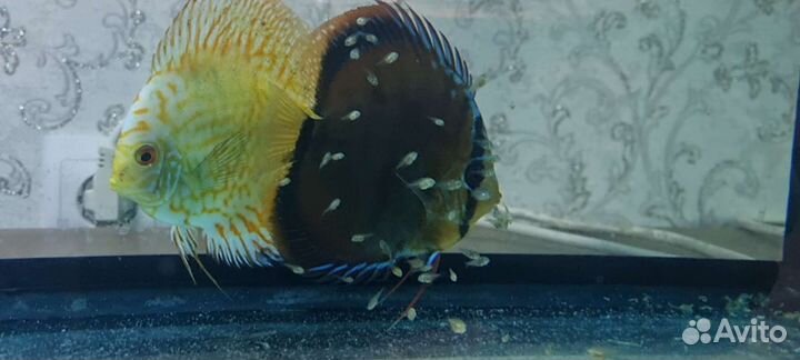 Продам дискусов