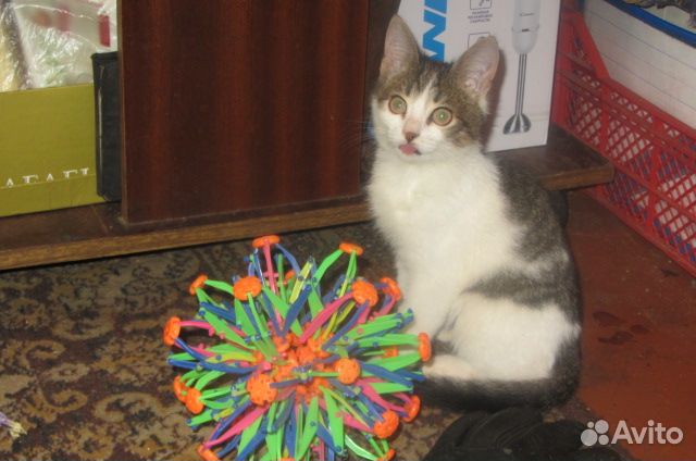 Потерялся кот