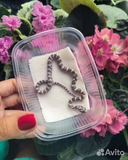 Маисовый полоз
