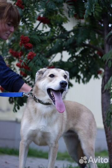 Собака по кличке Барби ишет хозяина