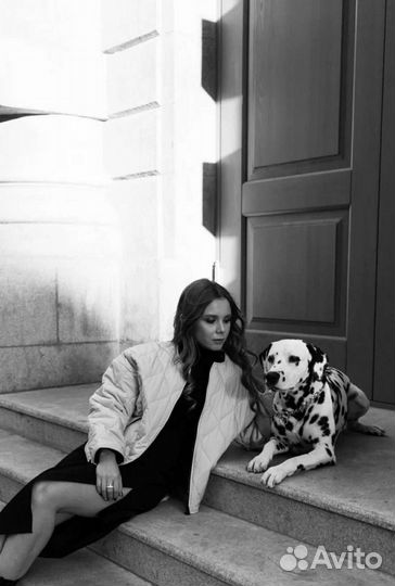 Собаки для фотосессии