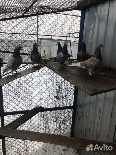 Голуби на выпуск.,спортивные)турецкие, узбекские
