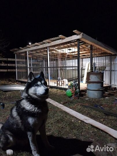 Вольер для собак