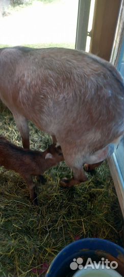 Козочка альпийская