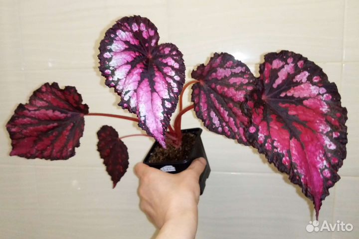 Бегония Манжетная, Трансильвания и др