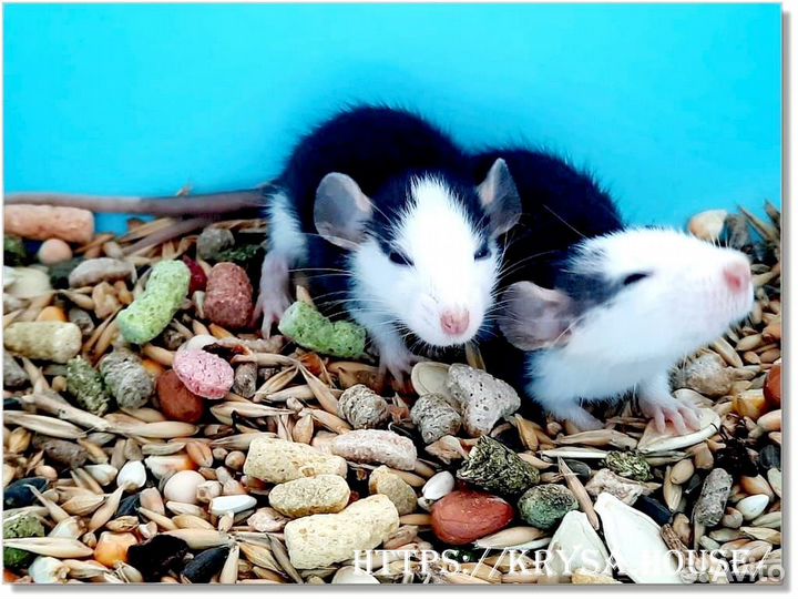 Крысы. Крысята Хаски (Дамбо)