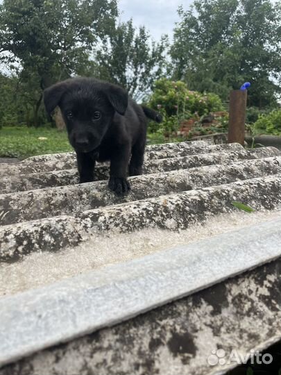 Собака немецкая овчарка