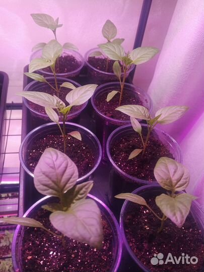 Рассада помидор черри и перцы