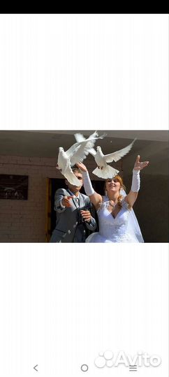 Белые голубь на свадьбу