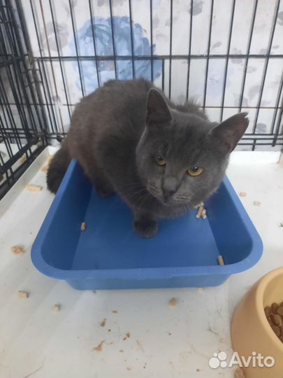 Британский кот