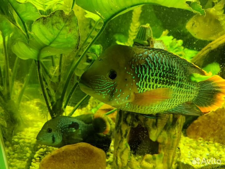 Акара бирюзовая, подростки