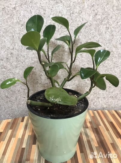 Цветок переромия