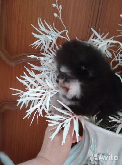 Щенки шпица