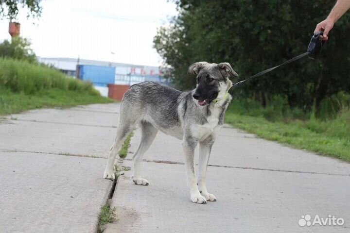 Нежная и скромная собака ждет хозяев в приюте