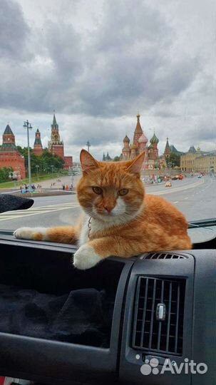 Зоопсихолог, воспитание кошек