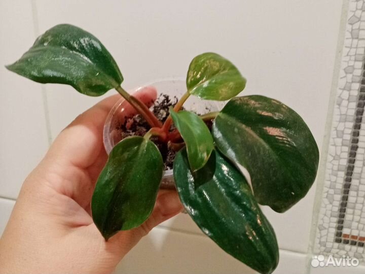 Комнатные растения