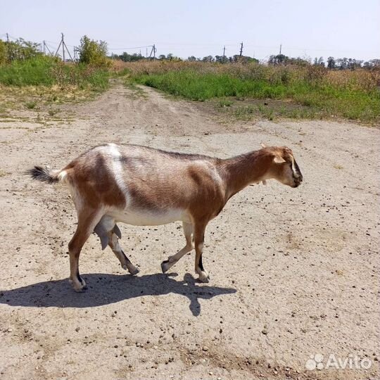 Козёл Камори75, козы дойные(покрытые), некози