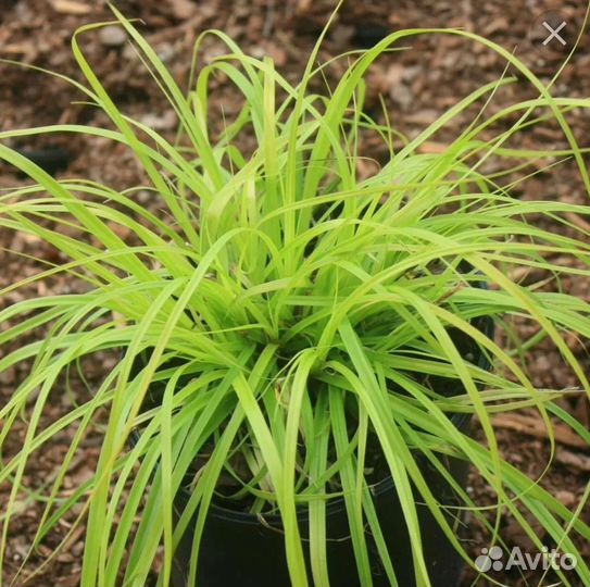 Осока. Кудрявая и метельчатая