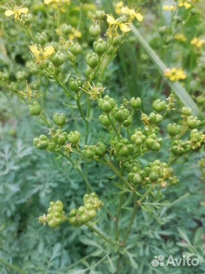 Рута серебристая, редкое садовое растение