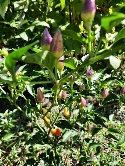 Перец острый