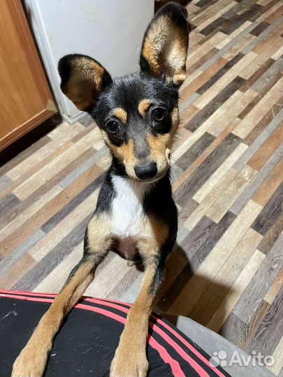 Маленькая собачка