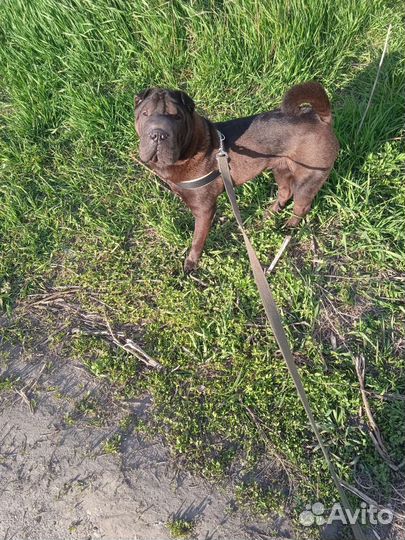 Шлейка для собаки средних пород